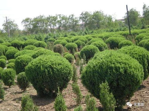 在苗木行業(yè)無(wú)論是上升期還是下滑期,這八條,作為苗木人的你不得不看