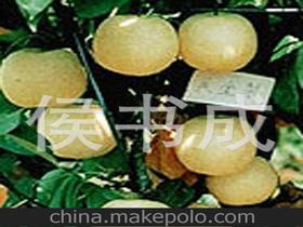 青島梨供應(yīng)商,價(jià)格,青島梨批發(fā)市場(chǎng) 