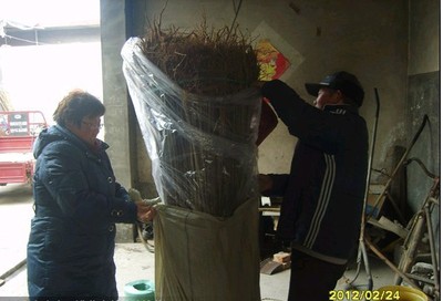 2014年木槿樹苗價格 實生當年木槿樹苗木 質(zhì)優(yōu)價廉 規(guī)格齊全__世界工廠網(wǎng)