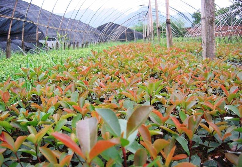 紅葉石楠穴盤苗與網袋苗 價格、廠家與種植指南