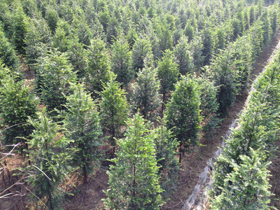 紅豆杉苗木介紹 東安縣恒信苗木種植農民專業(yè)合作社