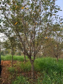 賀萬順苗木種植園入駐苗木通，專注優(yōu)質苗木之路