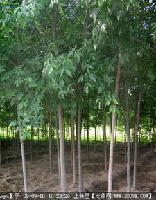 園林綠化產業(yè)全鏈條服務 苗木供應、資材采購與信息交流平臺