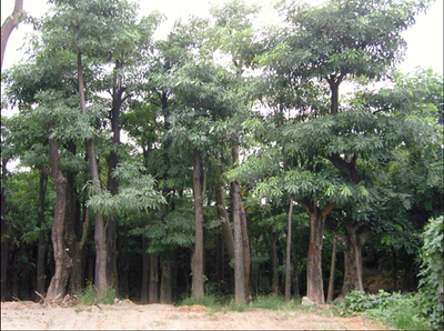 盆架子苗木批發(fā)指南 選購、養(yǎng)護與市場前景