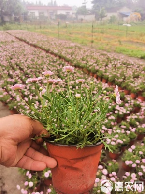 園林綠化優(yōu)選 瑪格麗特工程苗基地直銷，高品質苗木待售