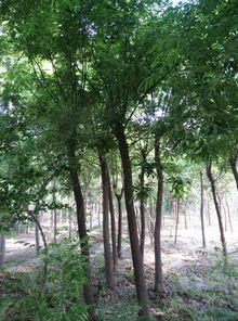 公司苗木產業發展與市場前景