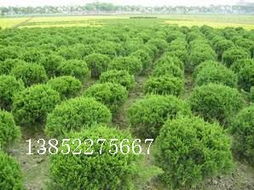 黃楊、地柏、龍柏球與海桐球種子苗木 常見苗木的培育與用途