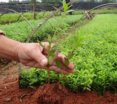 金秋移栽正當時 為什么秋季苗木成活率遠勝春季？