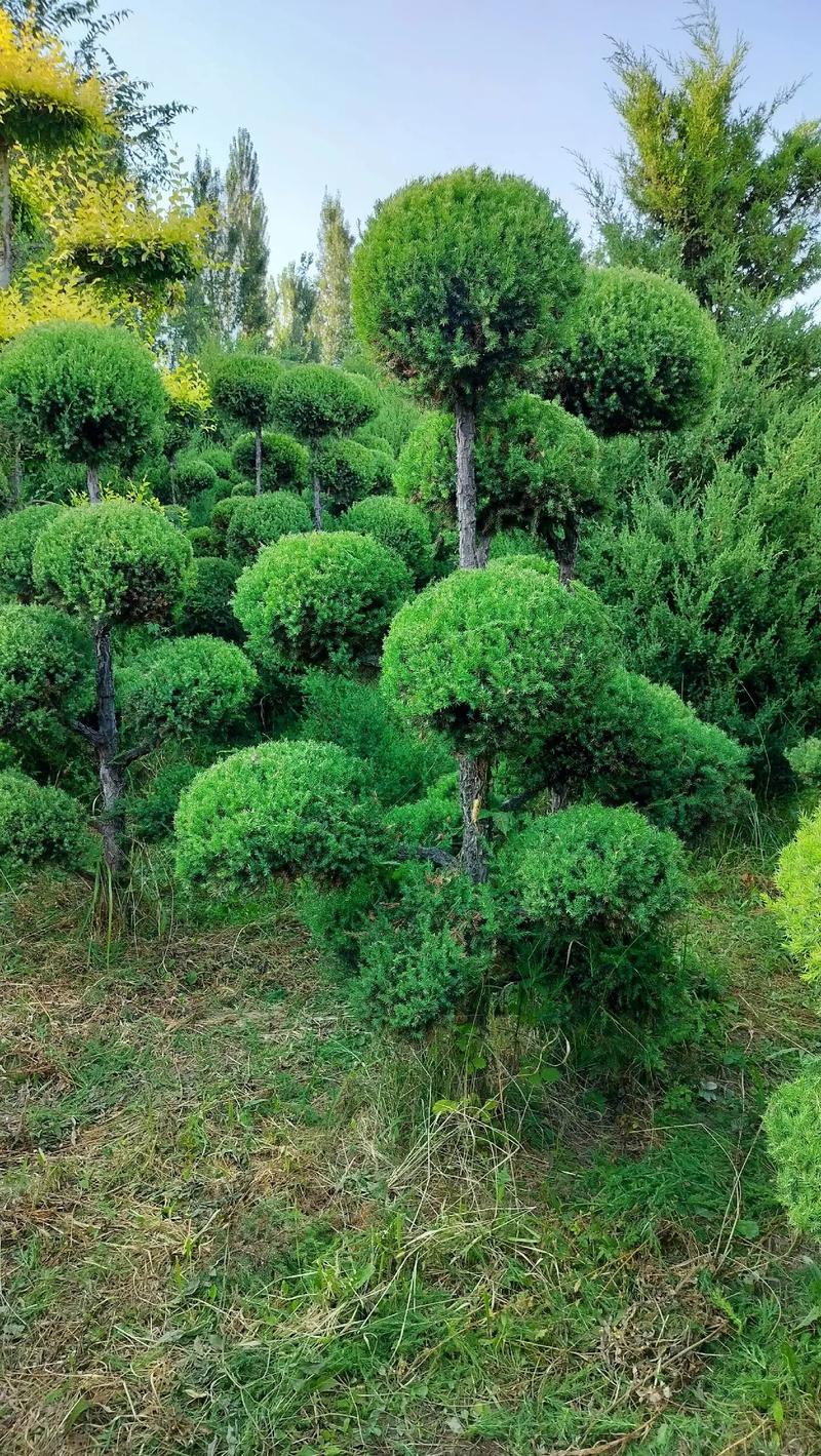 我的園林，我的資產，我的希望——苗圃精選苗木展示